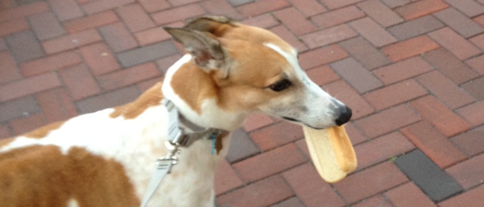 A photo of a greyhound holding a hot dog bun in her mouth. She is thrilled!