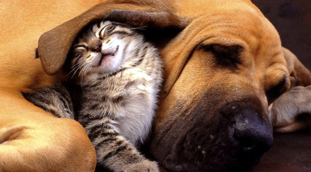 A photo of a dog and a cat snuggling.