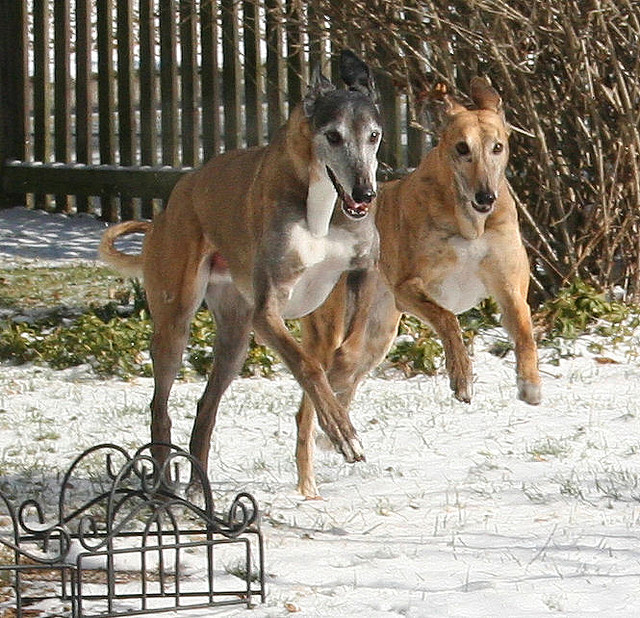 Greyhounds Running